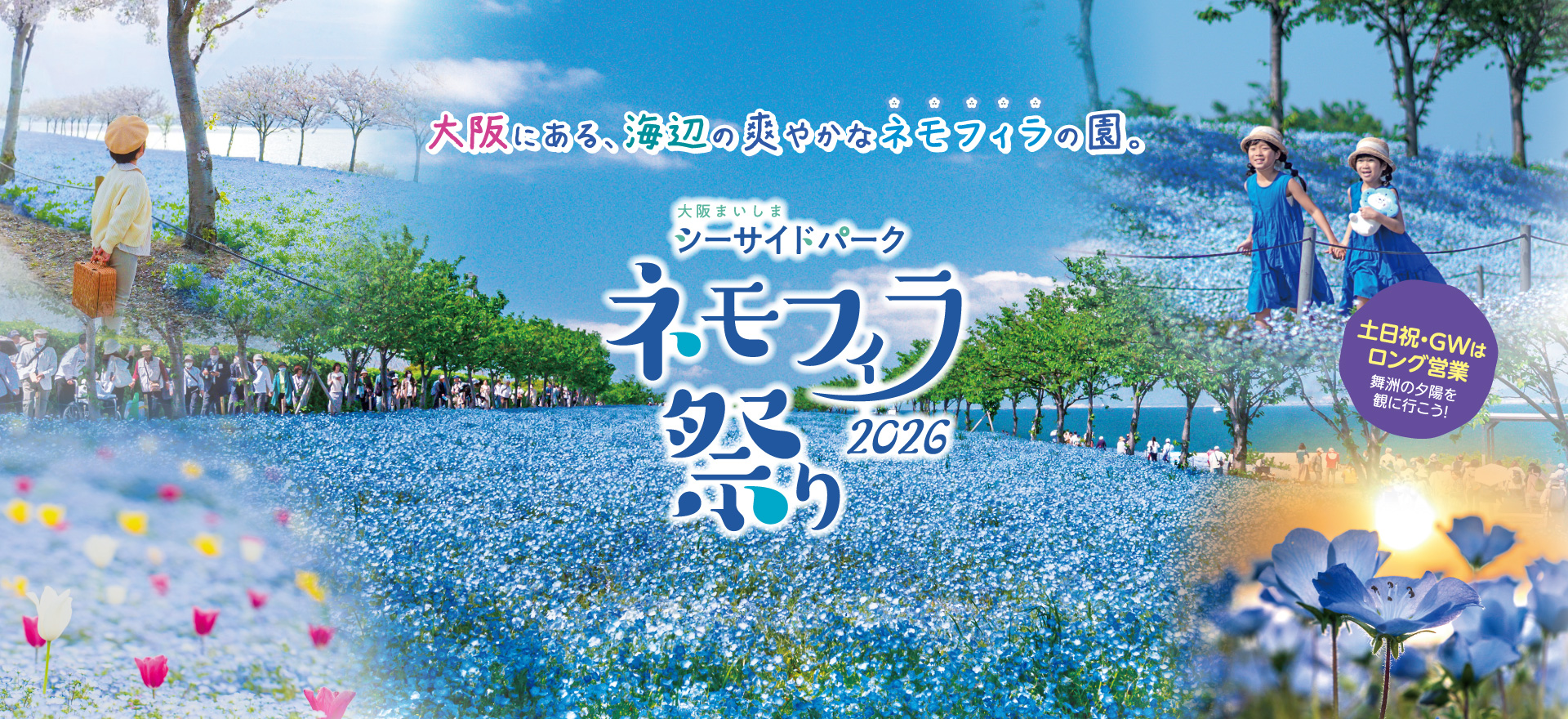 大阪まいしまシーサイドパーク2026！ネモフィラ見頃と混雑攻略