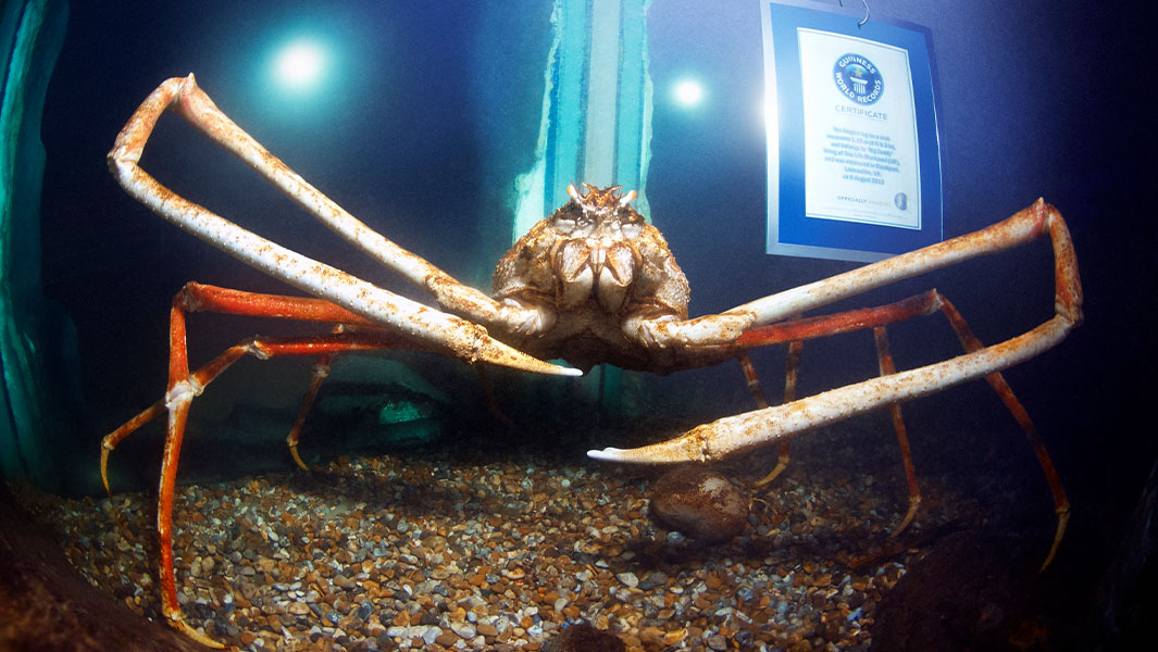 Largest Crab Ever Recorded