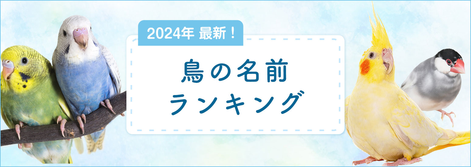 セキセイインコの名前決定版！2026最新ランキングと愛鳥が喜ぶ名付け術