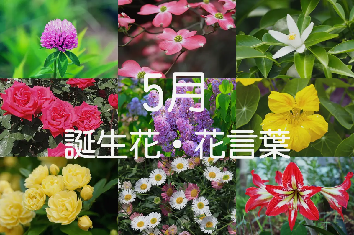 5月の誕生花と花言葉一覧！日別31日とスズラン・怖い意味の真相解説