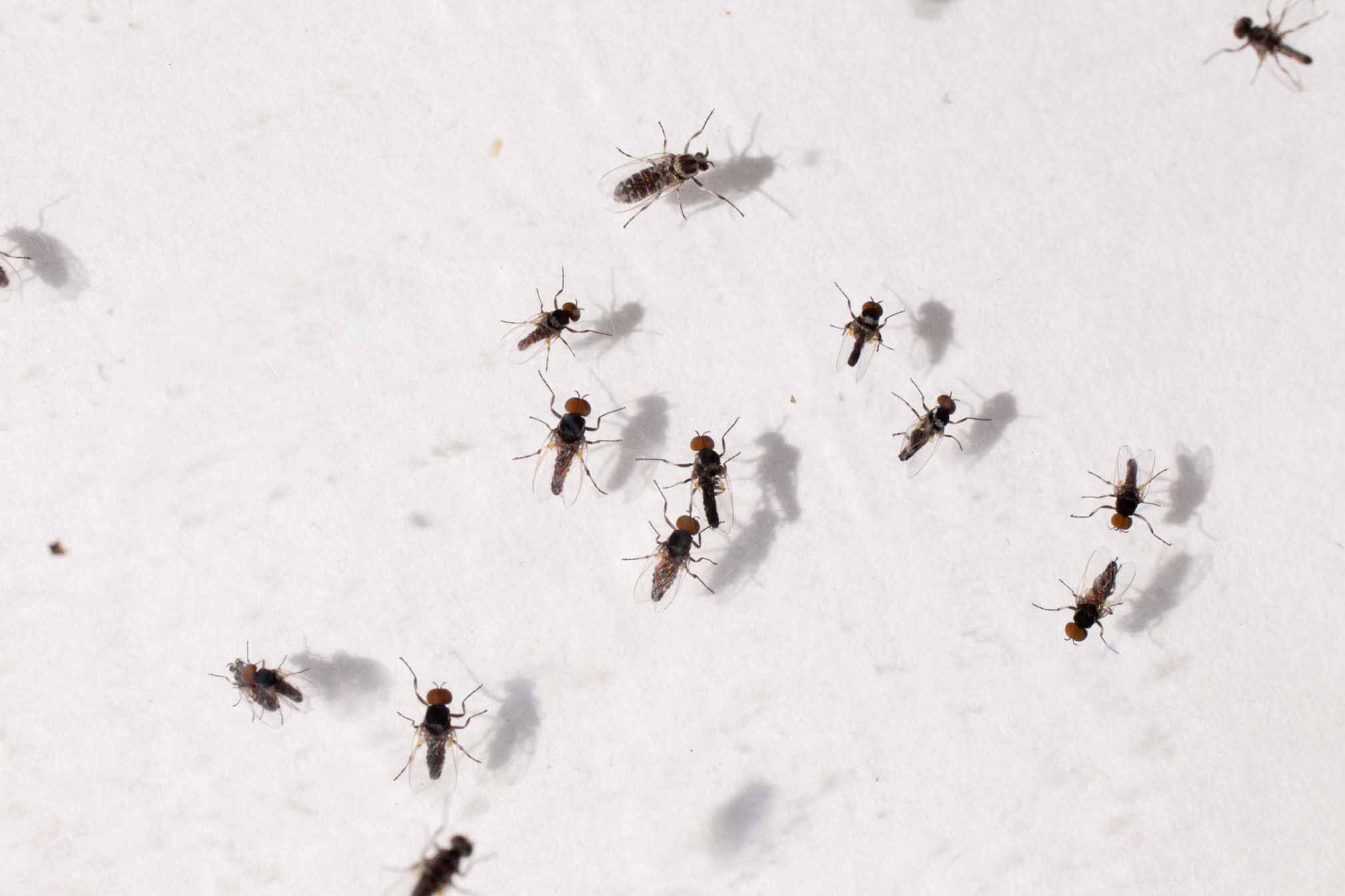 What Are These Tiny Black Flies in My House