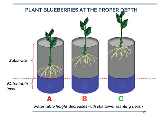 How Deep Do Blueberry Roots Grow
