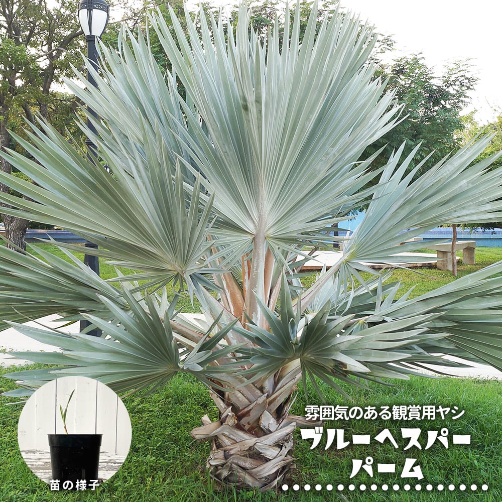 ブラヘア・アルマータ地植えの真実！耐寒性と価格相場・育て方解剖