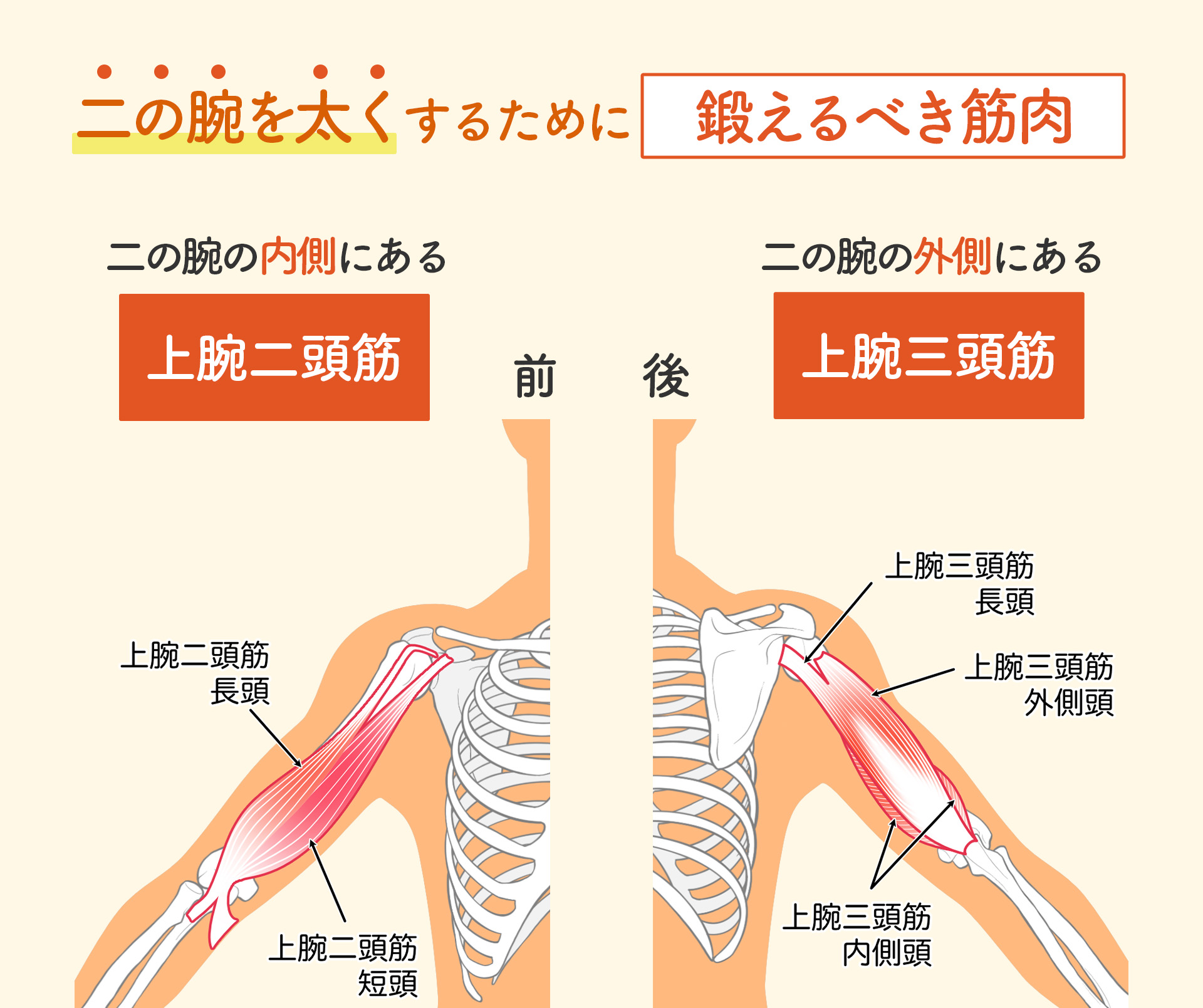 二の腕の外側を揉むと痛い原因は？危険なサインと劇的改善ケア法