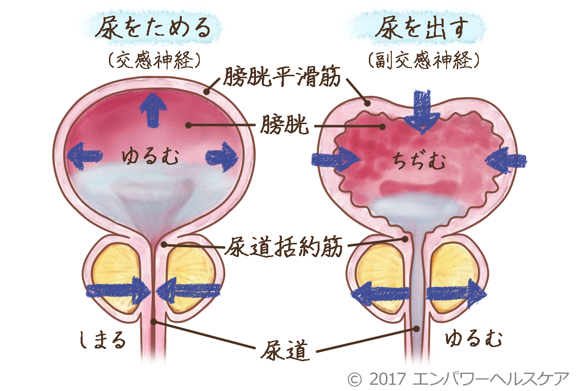 頻尿とは1日何回から？男女別の原因や危険な病気サインと治し方