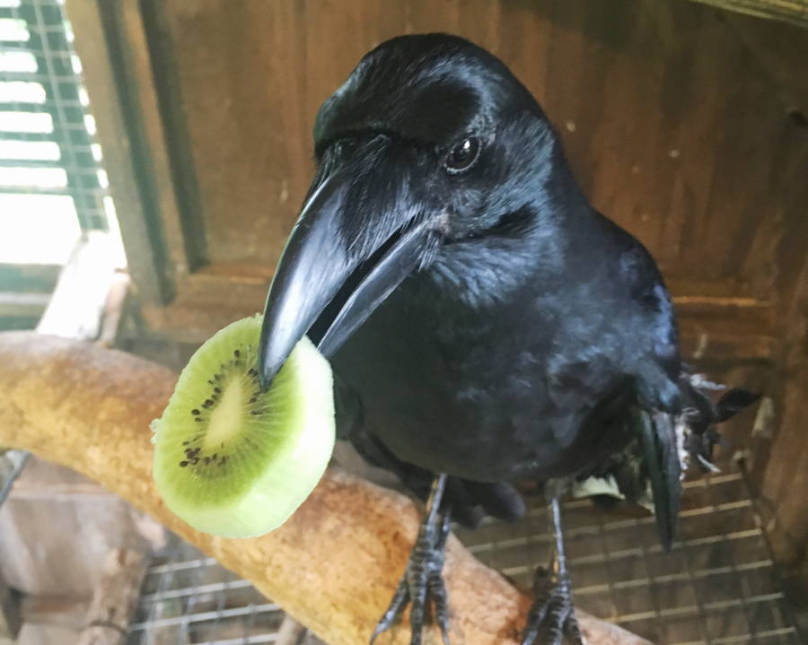 カラスを惹きつける最強の餌の正体！ゴミ被害を激減させる裏技