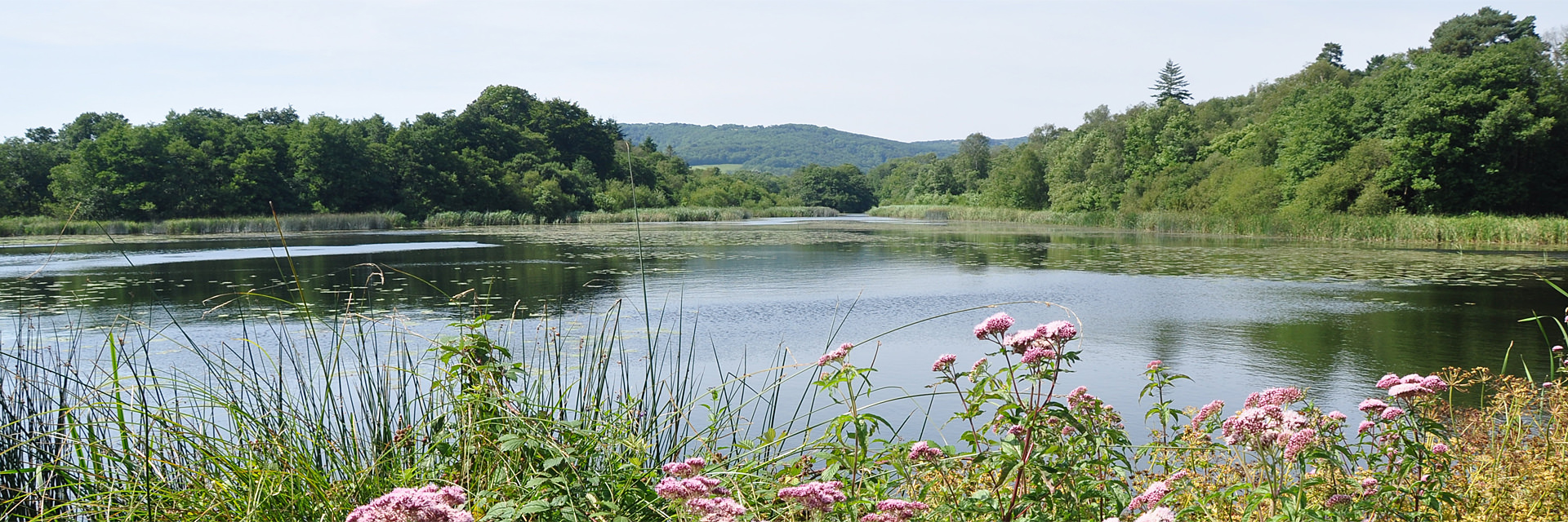 Burton and Chingford Ponds Nature Reserve