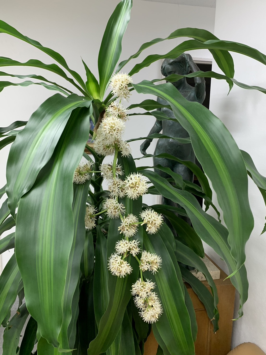幸福の木の花は不吉の前兆か？夜に香る開花の真相と枯死防止策