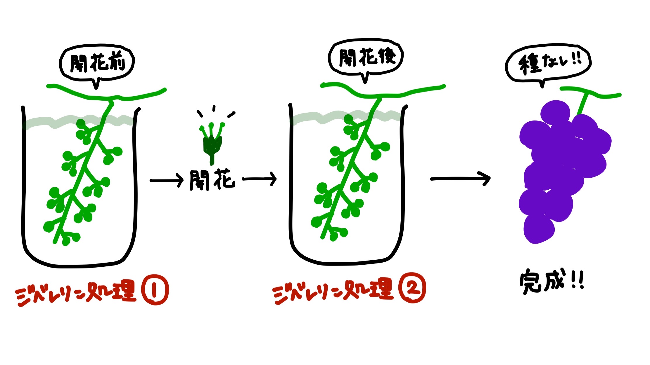 種無しぶどうの作り方と仕組み解説｜ジベレリン処理の時期と失敗防ぐ極意