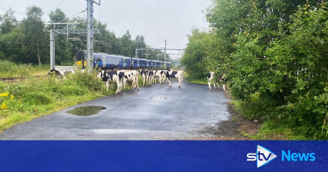 Stray Cows on Tracks Caused Major Railway Line Disruptions