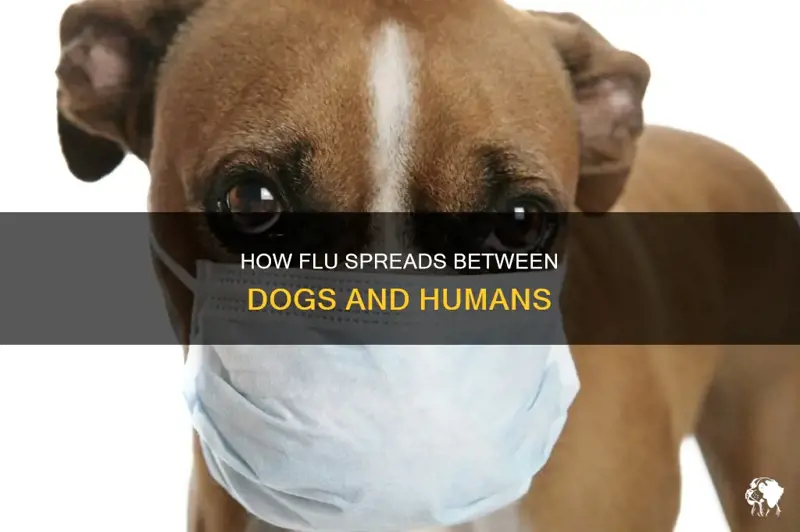 Can Dogs Catch the Flu from a Person