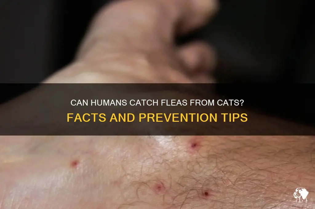 Can Humans Catch Fleas from Cats