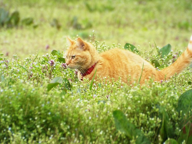 話題作『ねこ す』独占スクープ！未公開シーンと撮影秘話を全解剖