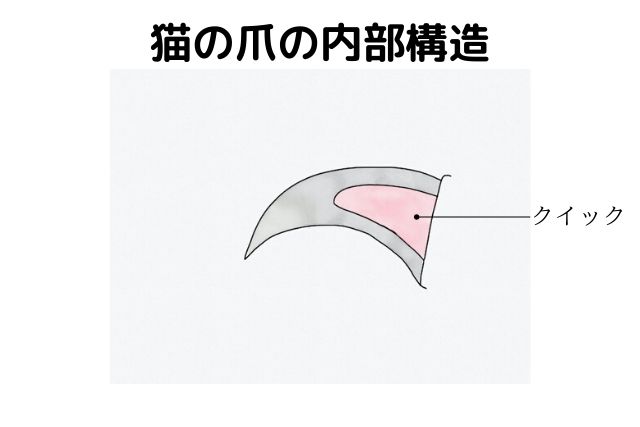 なぜ瞬時に出し入れできる？猫の爪の伸縮構造と必須ケア徹底解説