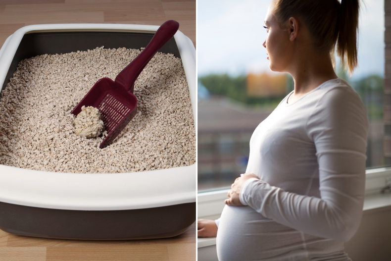 Cat Litter Box and Pregnant Women