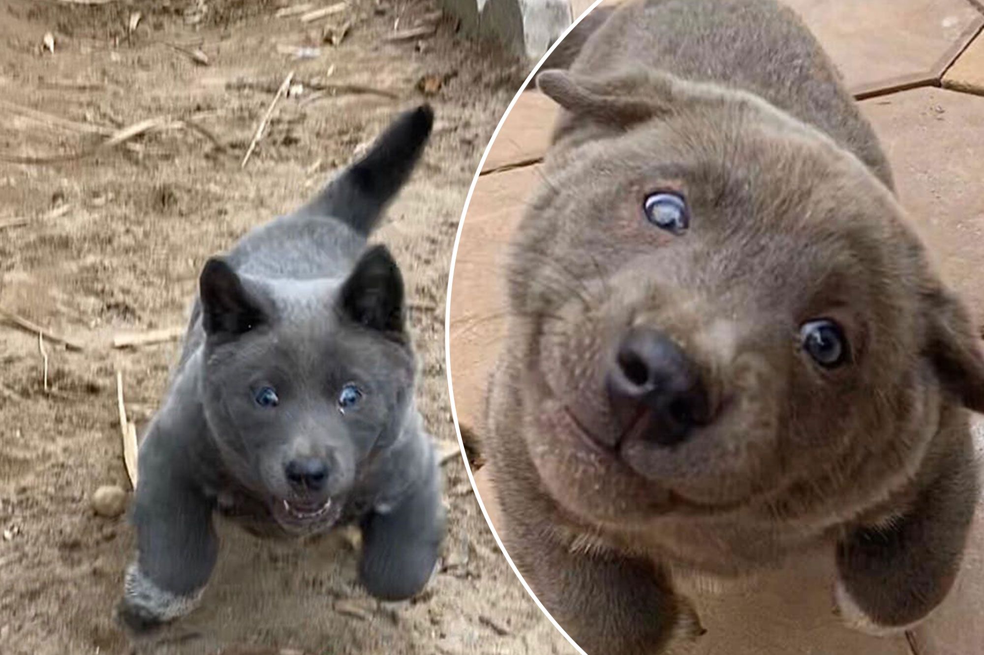 Cross Breed of Cat and Dog