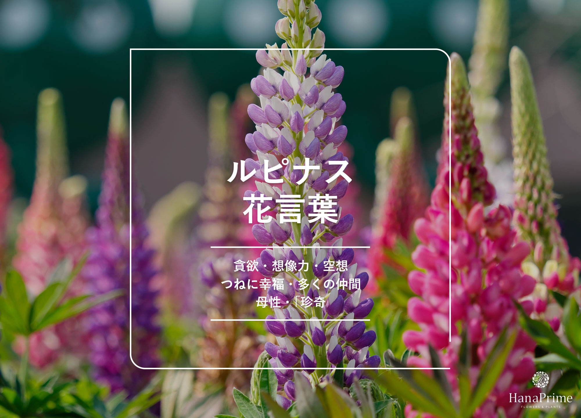 ルピナスの花言葉は怖い？「いつも幸せ」「貪欲」の真相と色別意味を徹底解説