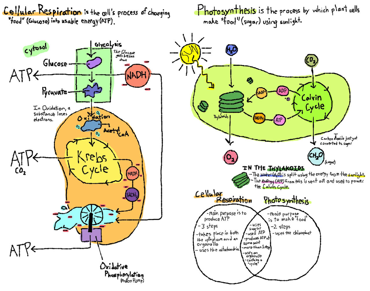Ap Bio Photosynthesis and Cellular Respiration