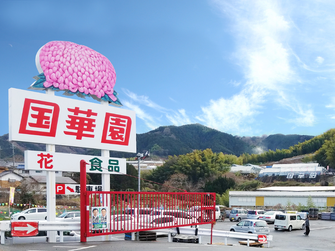 国華園和泉本店が愛される理由！野菜の安さの秘密と名物菊花展攻略