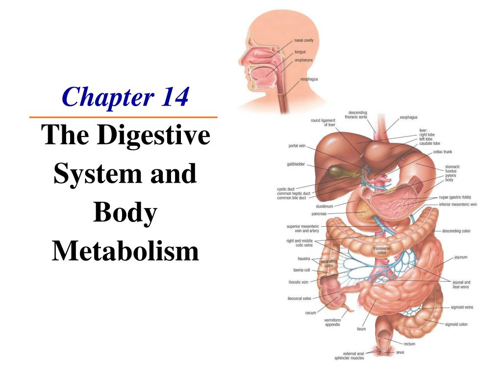 Chapter 14 Digestive System and Body Metabolism