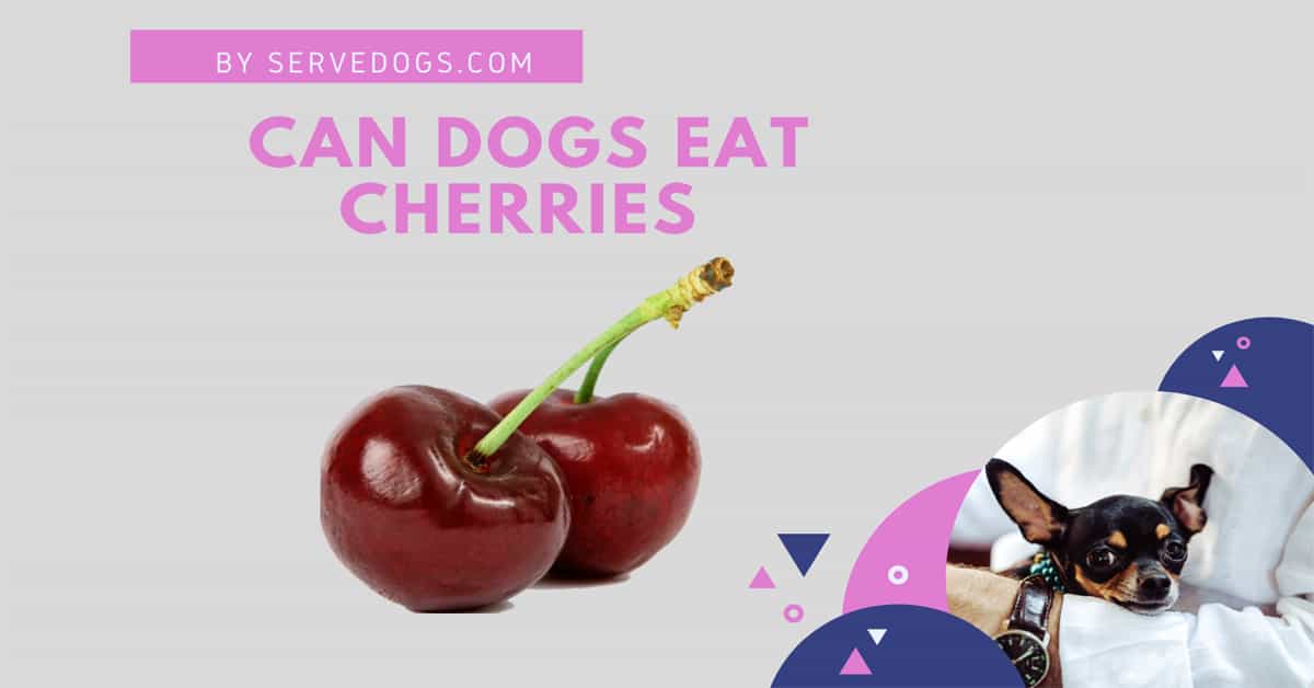 Can Dogs Eat Cherry Ice Cream