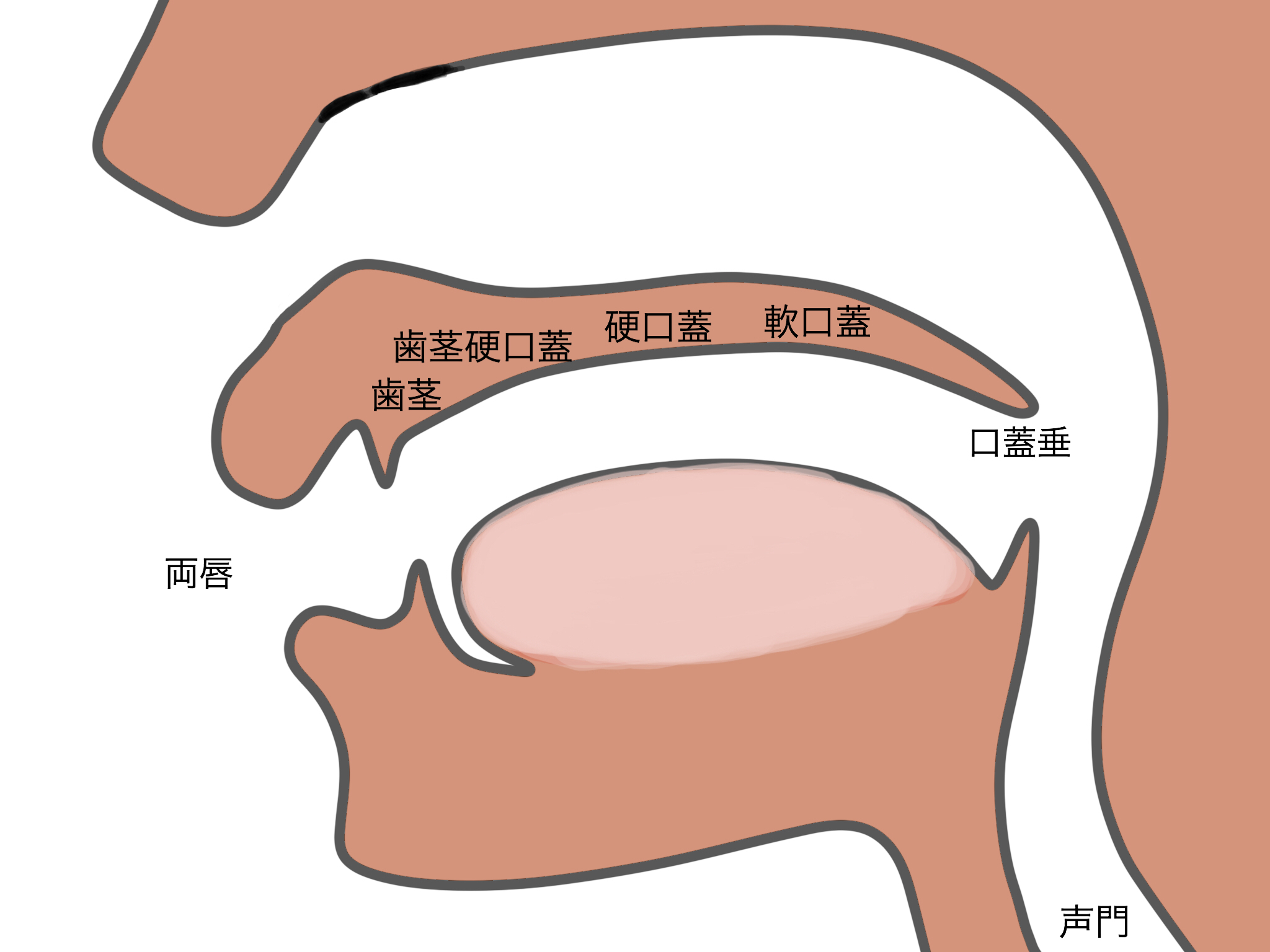 口蓋とは？上あごの腫れ・痛みの原因と硬口蓋・軟口蓋の違いを徹底解剖