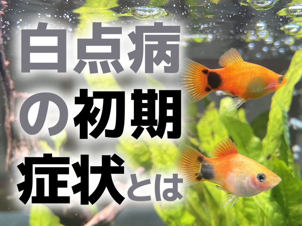 金魚の白点病を即座に治す初期対応｜0.5％塩浴と薬浴の決定版