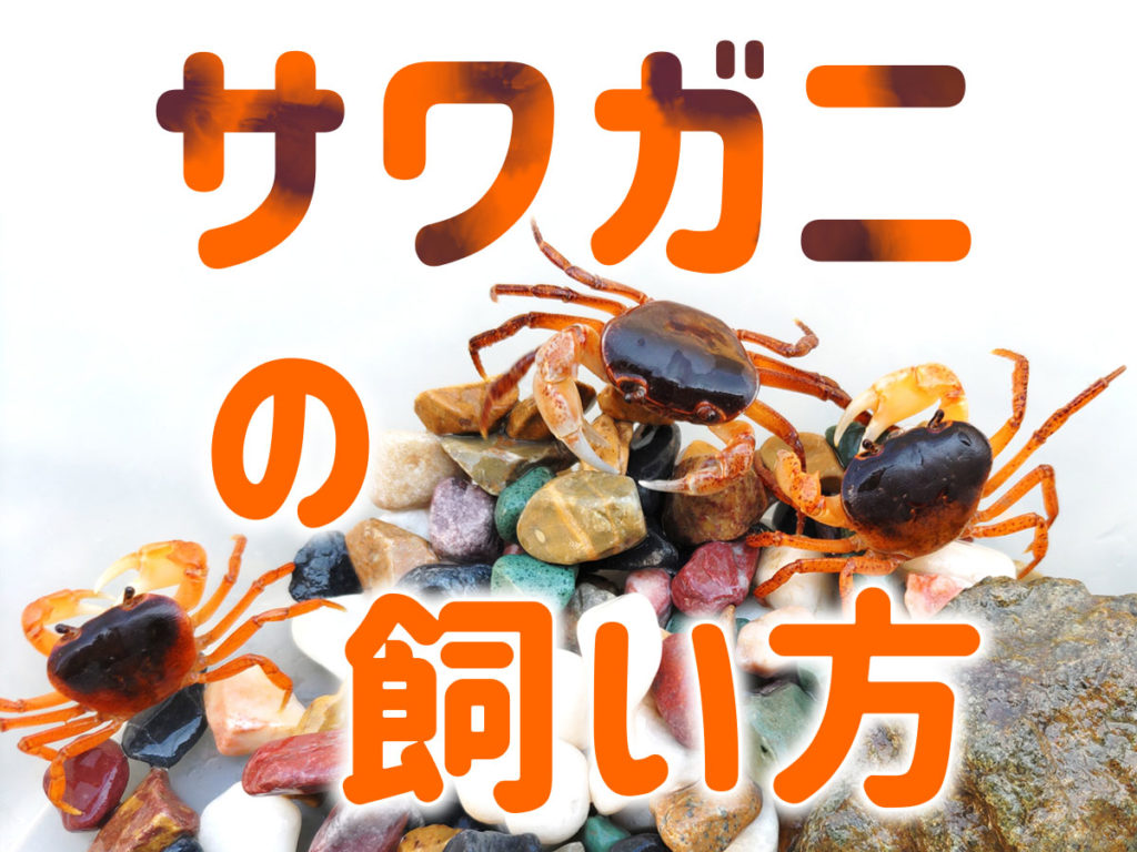 サワガニの飼い方完全版！すぐ死ぬ原因と長生きの秘訣を徹底解説