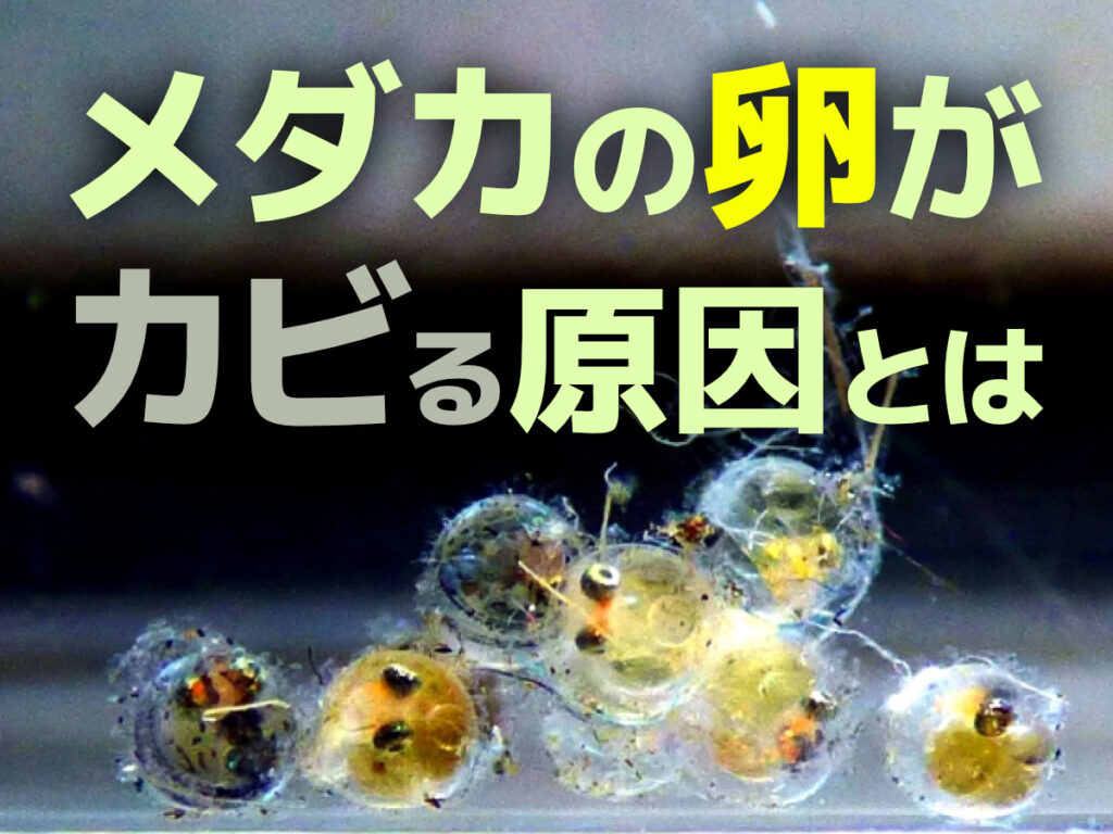 メダカの卵に生える白カビの正体とは？全滅を防ぐ対策と孵化率向上法