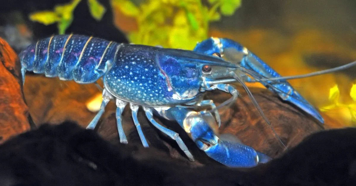 Do Lobsters Live in Freshwater
