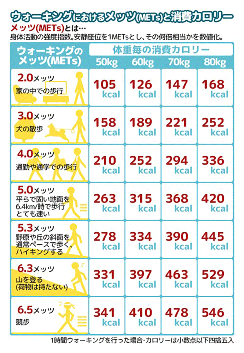 2万歩の消費カロリーと脂肪燃焼の真相｜体重別データと痩せない罠を検証