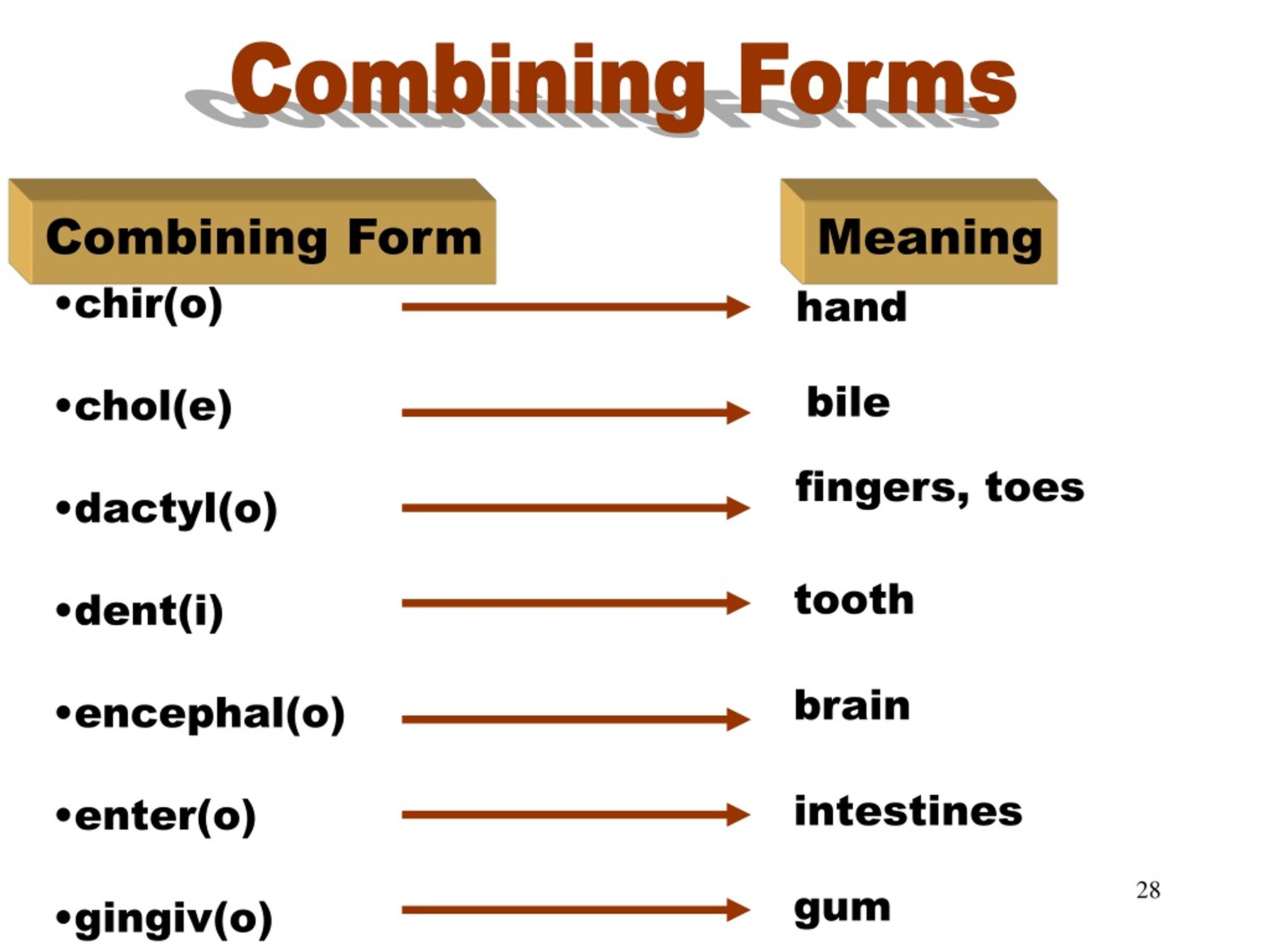 Combining Form That Means Tongue