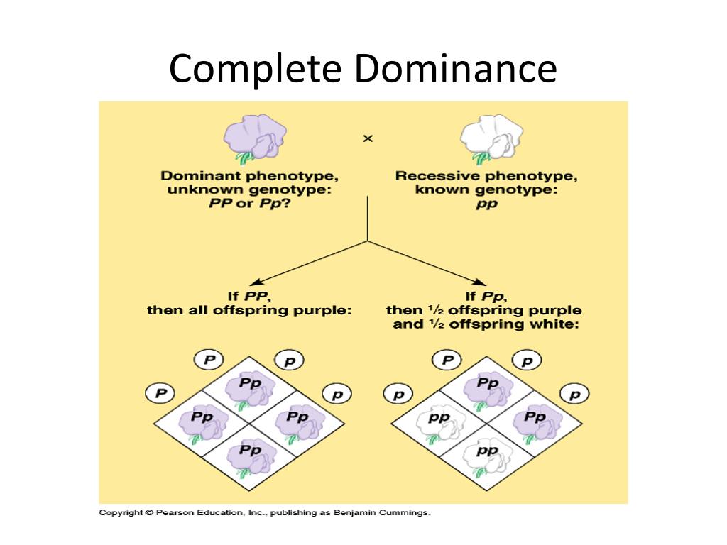 Definition of Complete Dominance in Genetics