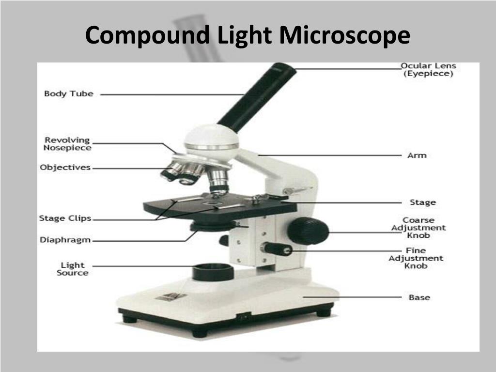 Compound Light Microscope Labeled