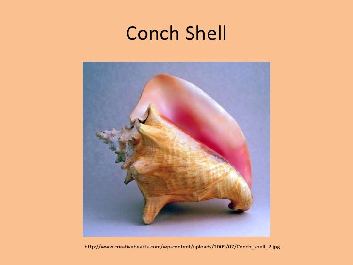 How Do Conch Shells Form
