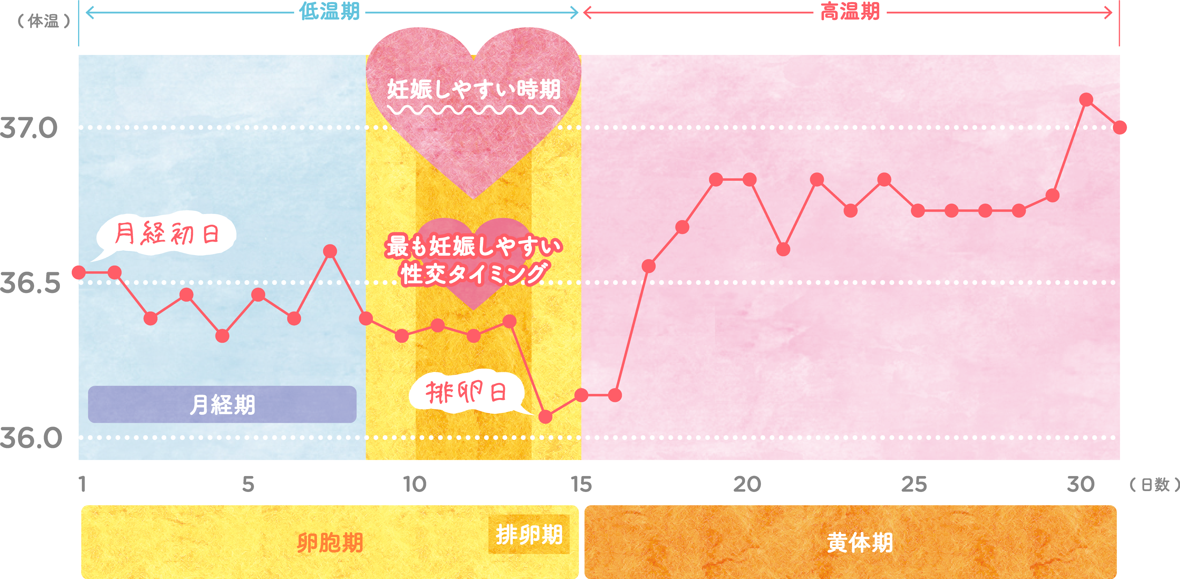 基礎体温で排卵日は分かる？体温陥落日の誤解と妊娠確率を高める新常識