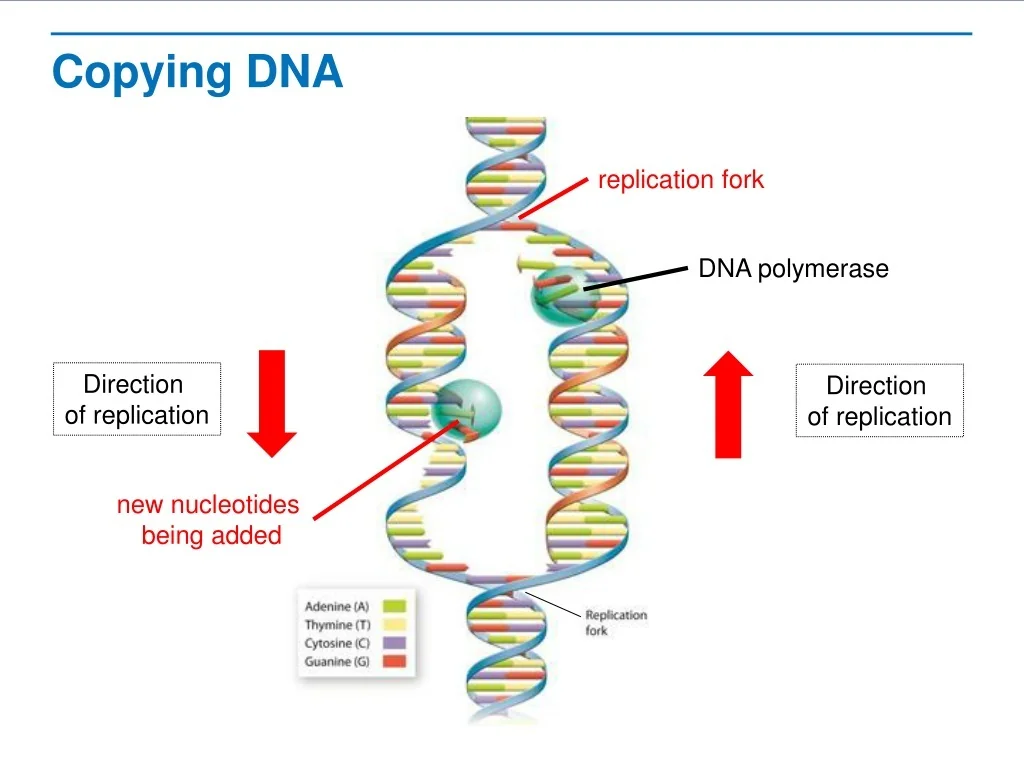 What Can Happen to Dna When It Is Being Copied