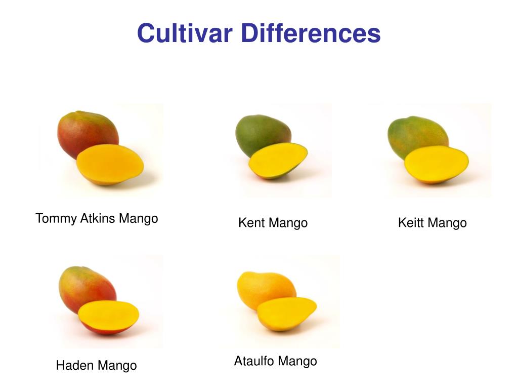 Ataulfo Mango vs Mango