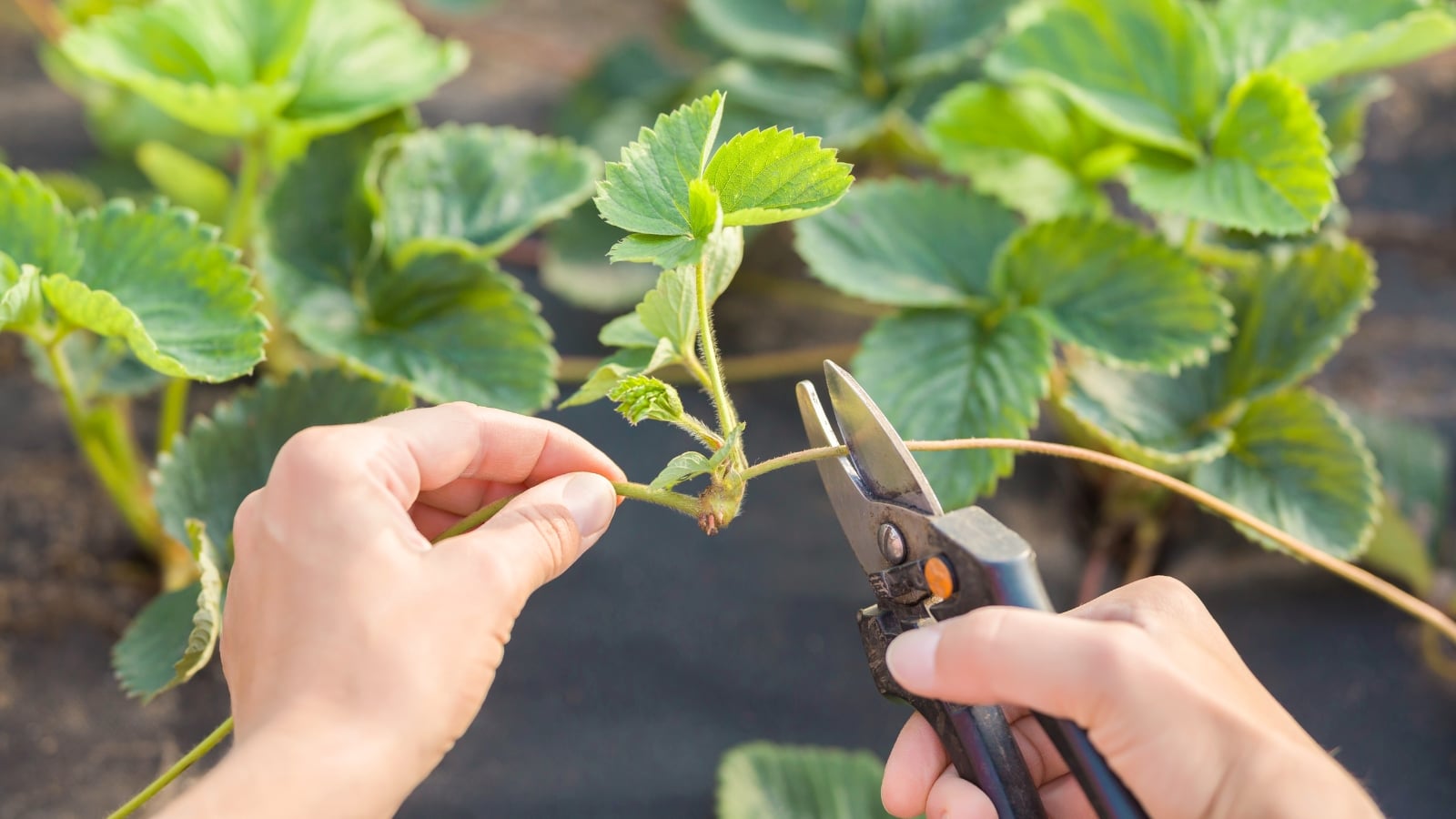 Should I Cut the Runners off My Strawberry Plants