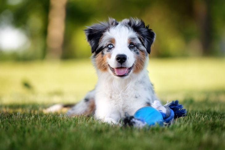 How to Train Miniature Australian Shepherd