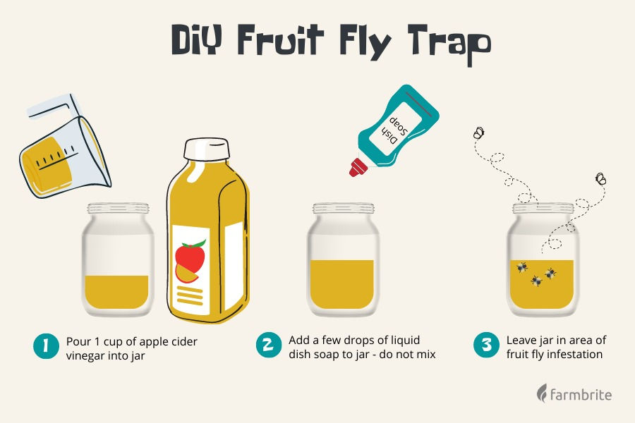 How Do I Make a Fly Trap