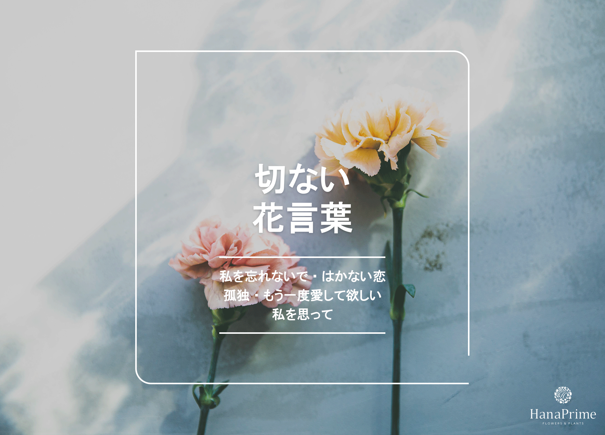 切ない花言葉に隠された物語｜片思いや別れの由来と贈る際の注意点