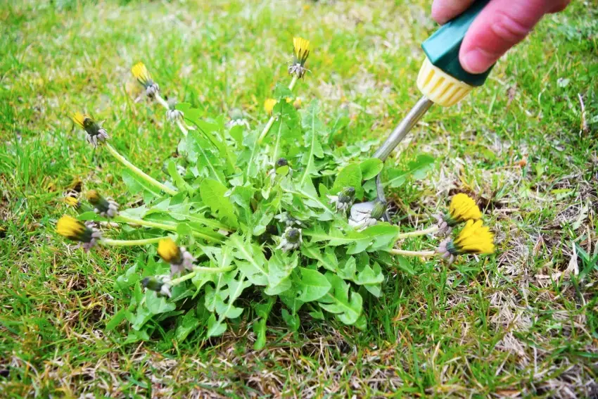 How to Rid Lawn of Dandelions