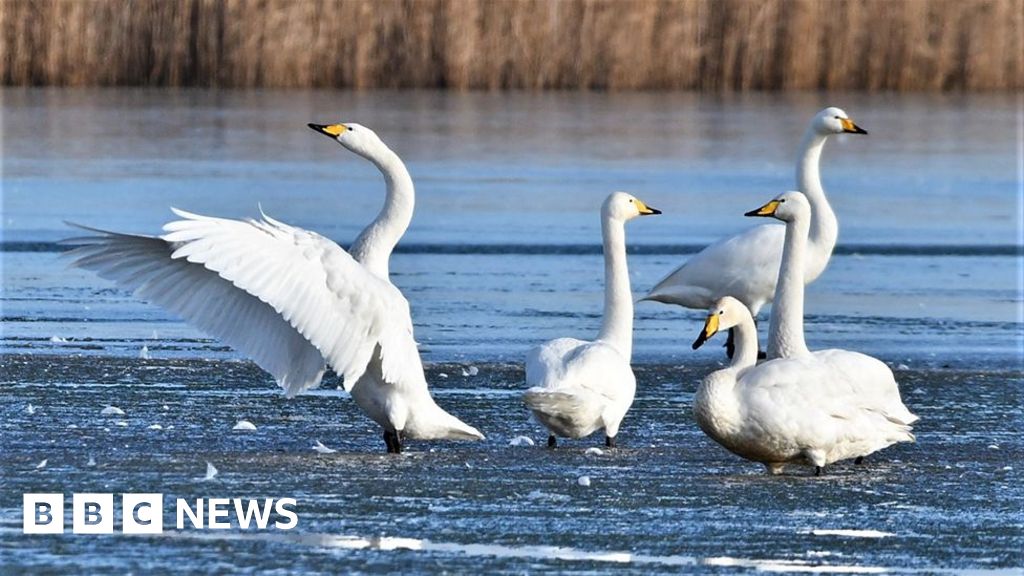 Are Swans Protected in the Uk