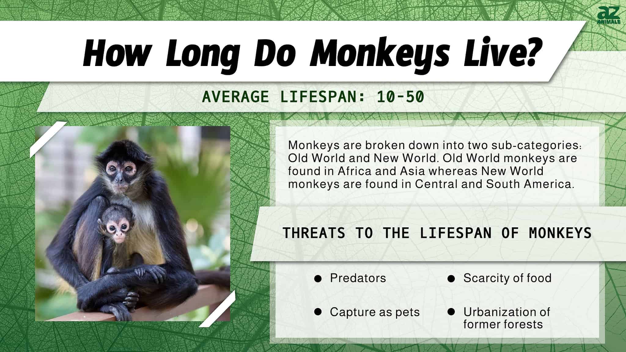 How Long Can a Monkey Live