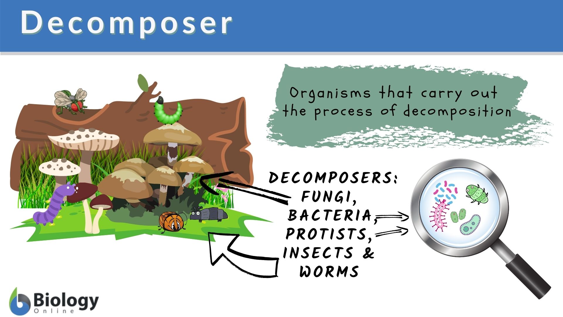Is a Clam a Decomposer