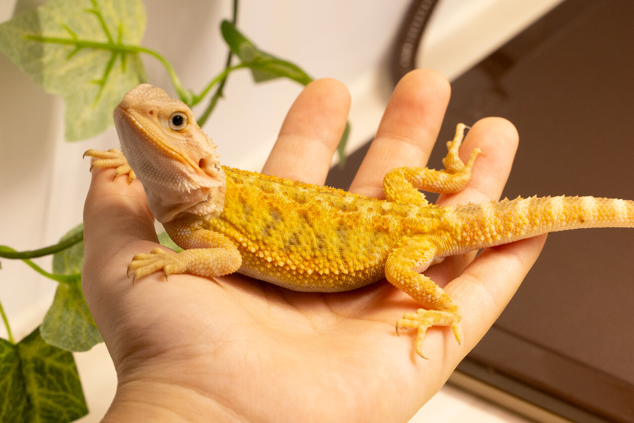 フトアゴヒゲトカゲ飼育の落とし穴｜初心者が後悔しない環境づくりの真相