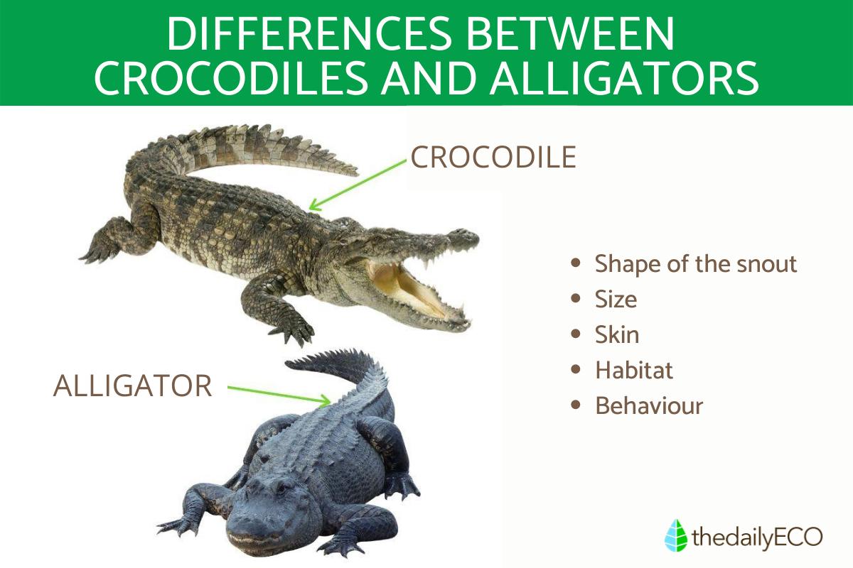 What Is the Difference Between a Alligator and a Crocodile