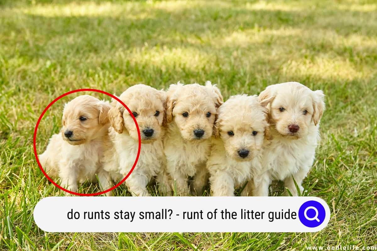 What Does Runt of the Litter Mean