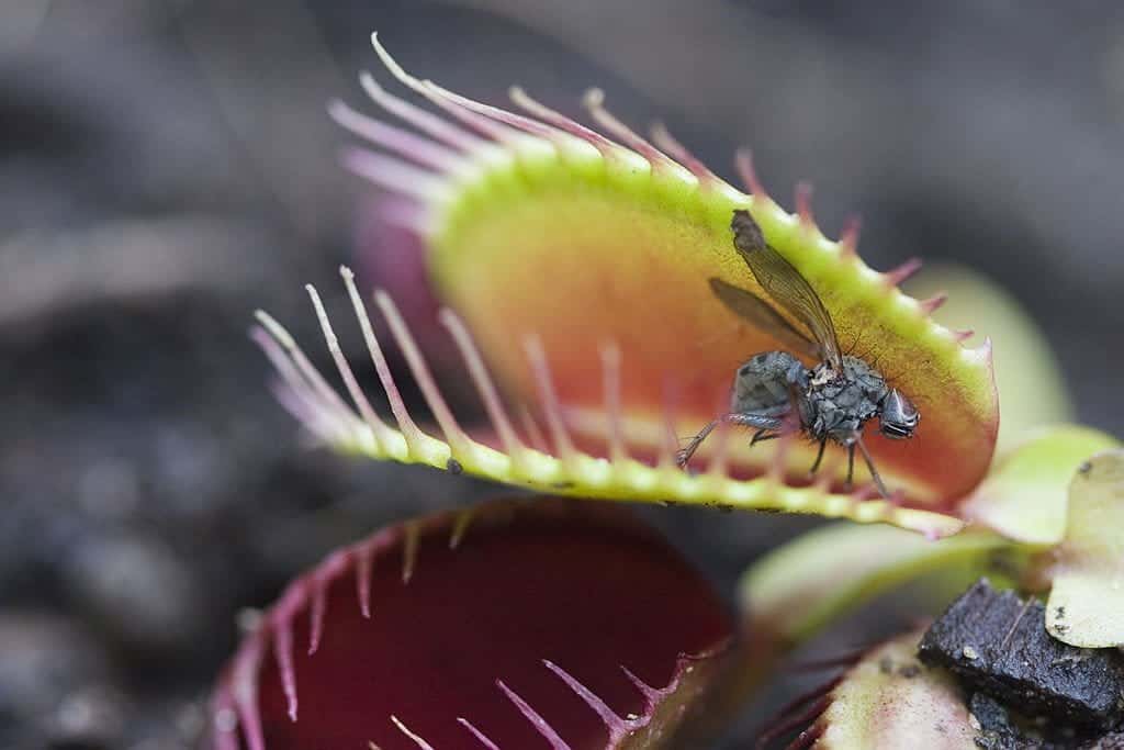 Do Venus Fly Traps Eat Gnats
